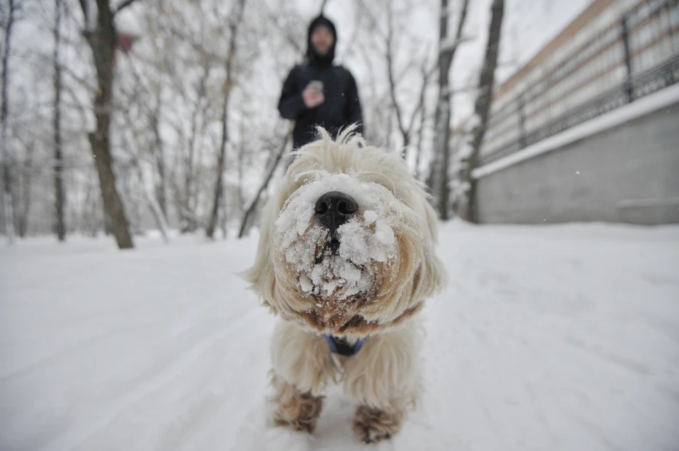 Во Владивостоке ожидается снег
