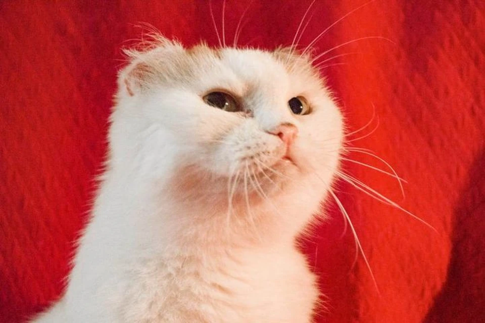 Волонтеры ищут дом для кошки Дуси, у которой нет части ушек и хвостика. Фото: Ольга