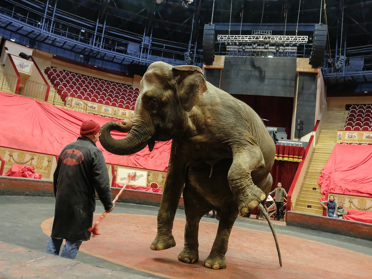 Чему учит цирк с животными?