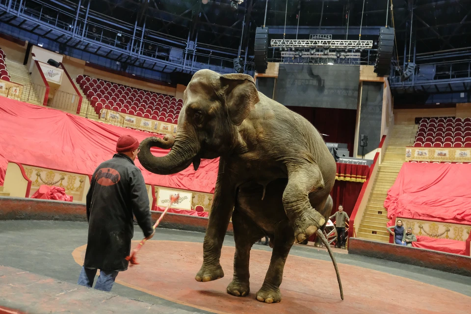 Итальянский цирк Togni приехал в Санкт-Петербург еще в конце февраля.
