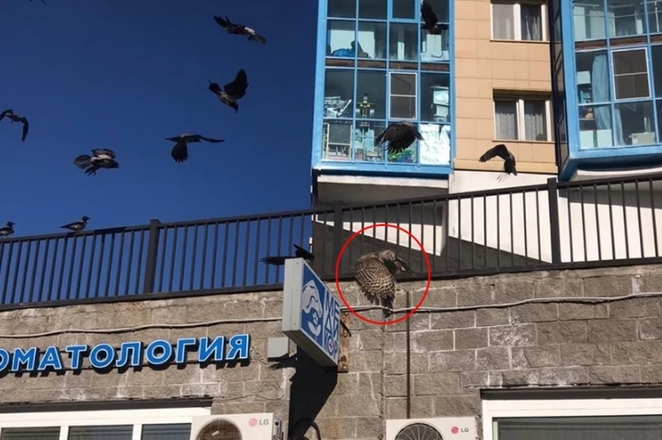 В Петербурге спасли сову от разъяренной стаи ворон. Фото: vk.com/seirenru