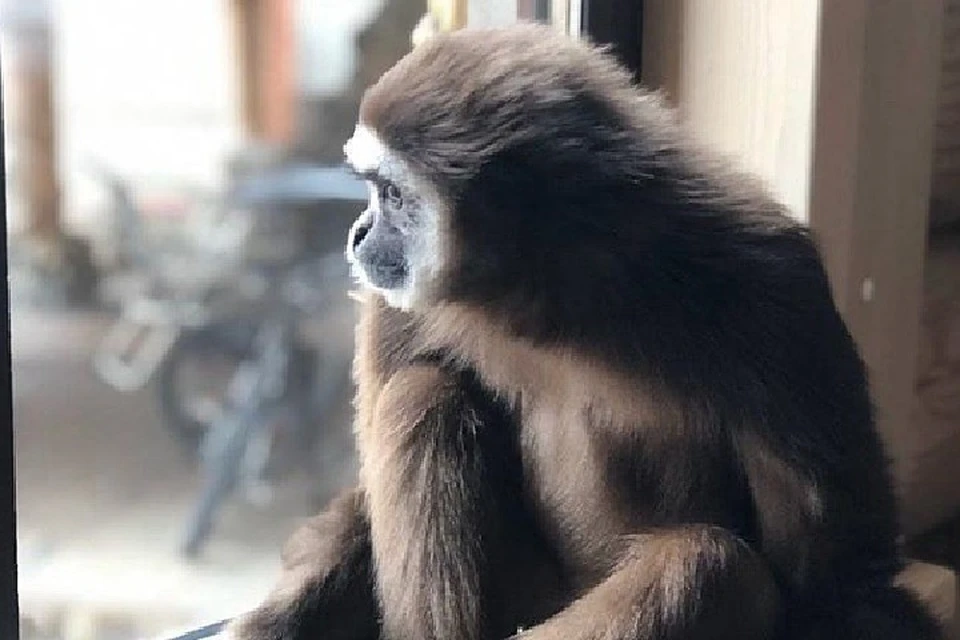 Передвижному зоопарку пришлось оставить 11 обезьян в Иркутске из-за коронавируса. Фото: Инстаграм