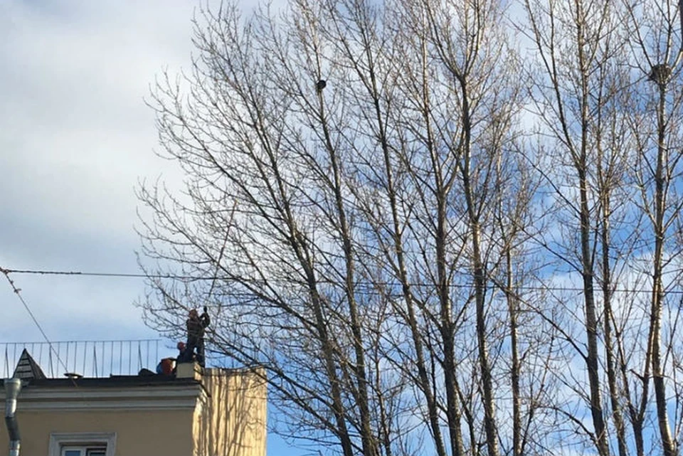 Кота, забравшегося на дерево на Обводном канале, два часа пытались снять спасатели