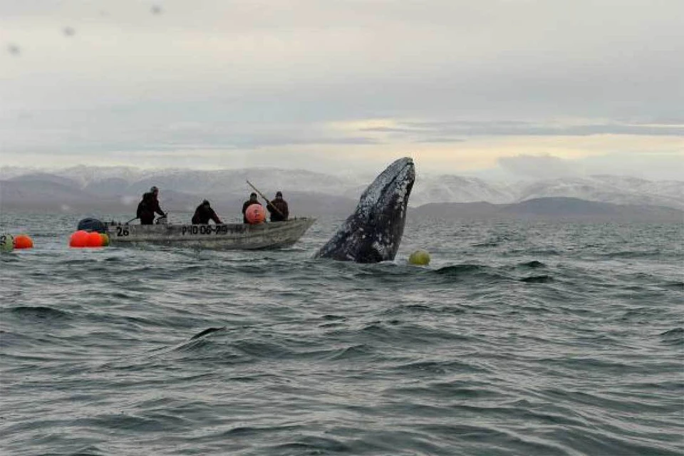 Практически во всем мире охота на моржей и китов запрещена. Фото: Андрей Шапран.