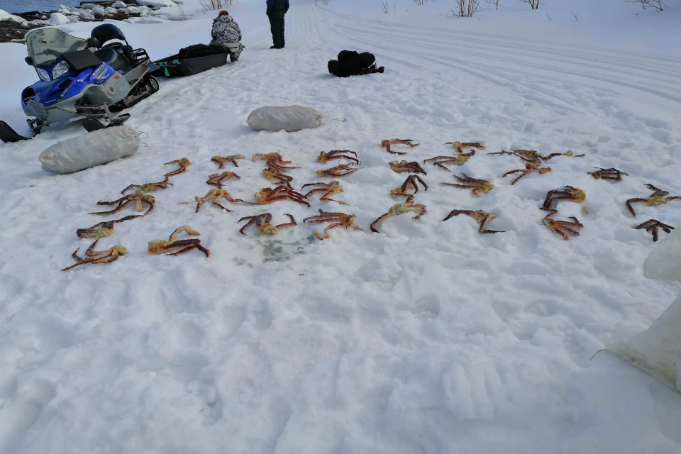 Любителям морских деликатесов светит уголовная статья. Фото: погрануправление ФСБ РФ по западному арктическому региону.