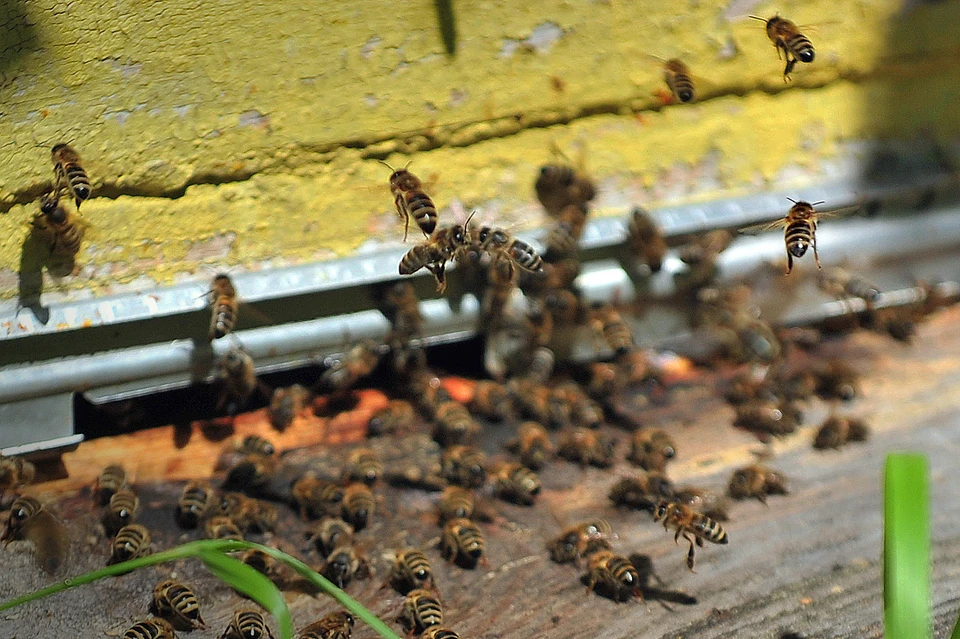 Биологи открыли "зомбирующий" пчел вирус