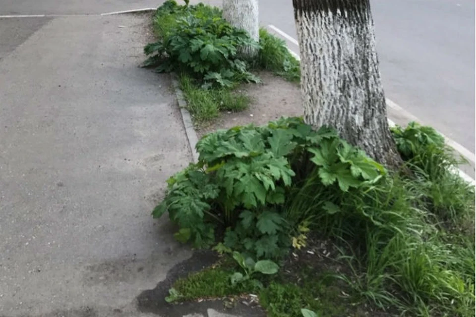 Борщевик добрался до проспекта Ленина. ФОТО: группа "Жесть Ярославль" ВКонтакте