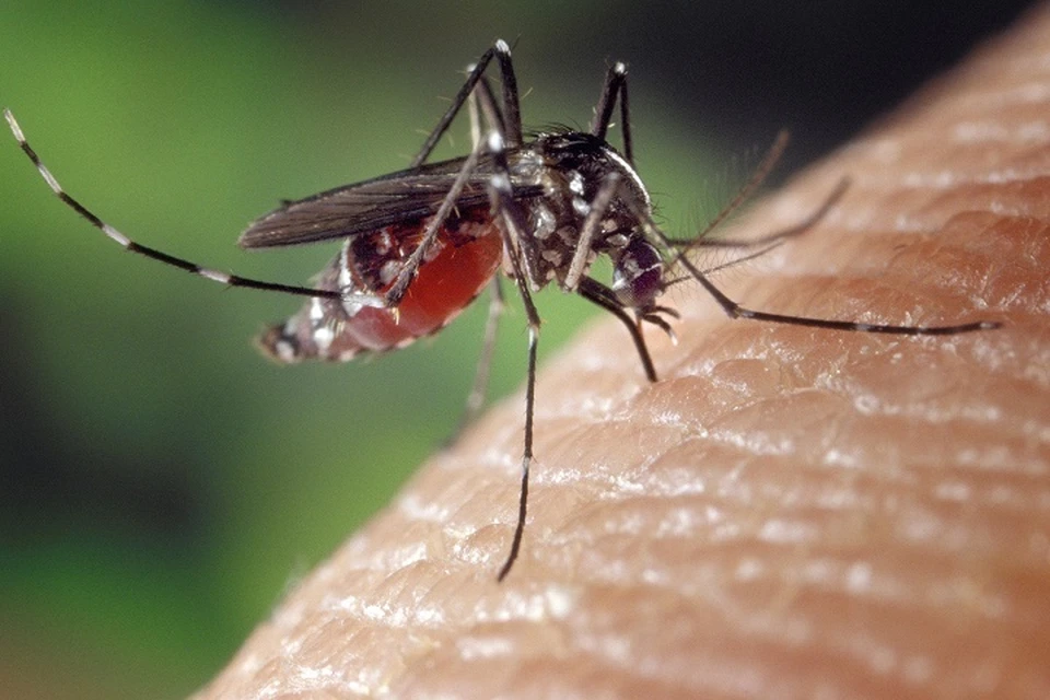 Жителям Тюмени пояснили, что делать при укусе комаров