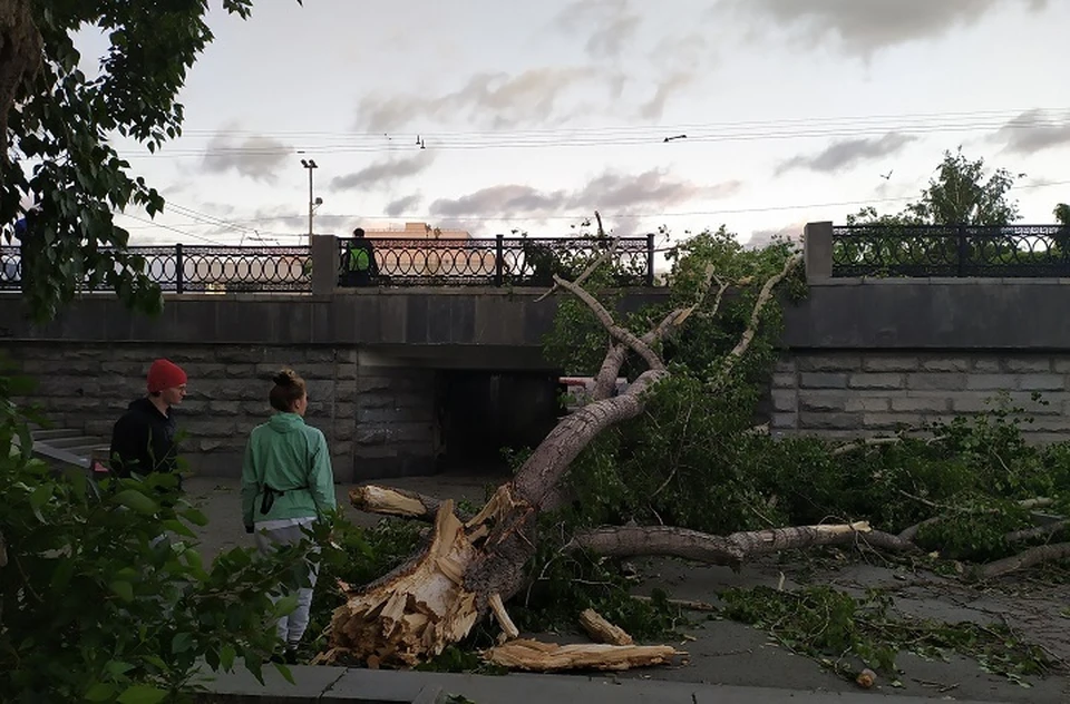 В Екатеринбурге попадали десятки деревьев