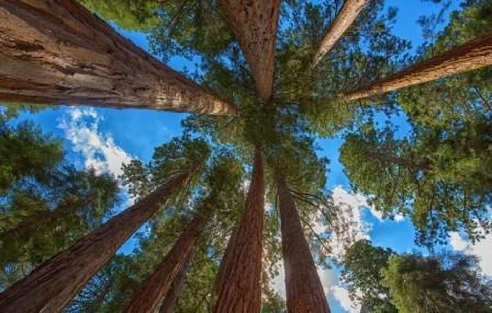 Возраст деревьев не менее 200 лет.