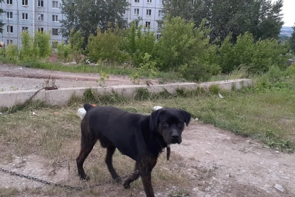 В Красноярске собаку бросили на цепи у сгоревшей автостоянки. Фото: паблик «Солнечный. Помощь животным».