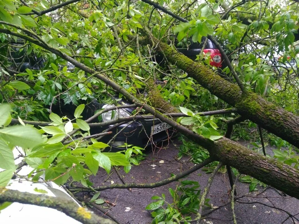 В выходные у дома №31 на улице Добровольского упавшее дерево повредило три припаркованные машины.