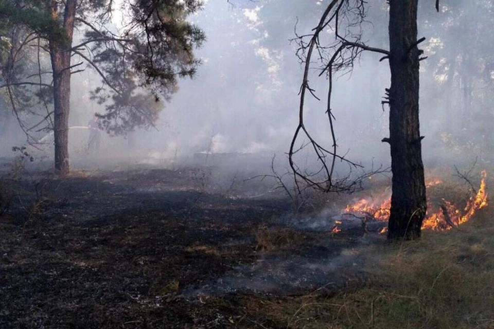 В Крыму леса стали гореть в 5 раз чаще