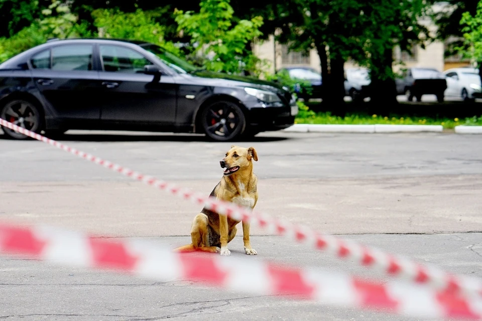 Нападение стаи собак на девушку в Орле вскрыло факты халатности