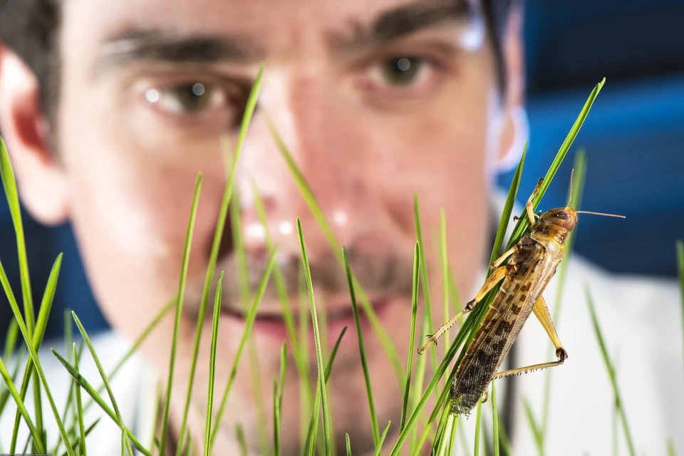 За последние несколько лет был опубликован ряд исследований, которые показывают резкое снижение численности насекомых во времени.