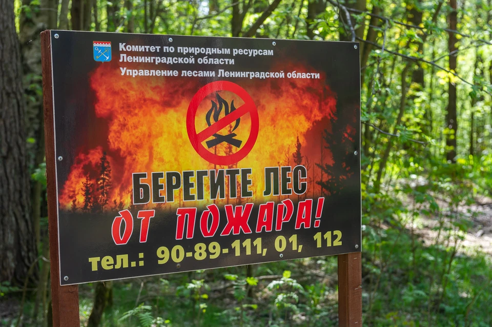 С 15 июня в Ленобласти разрешено посещать леса