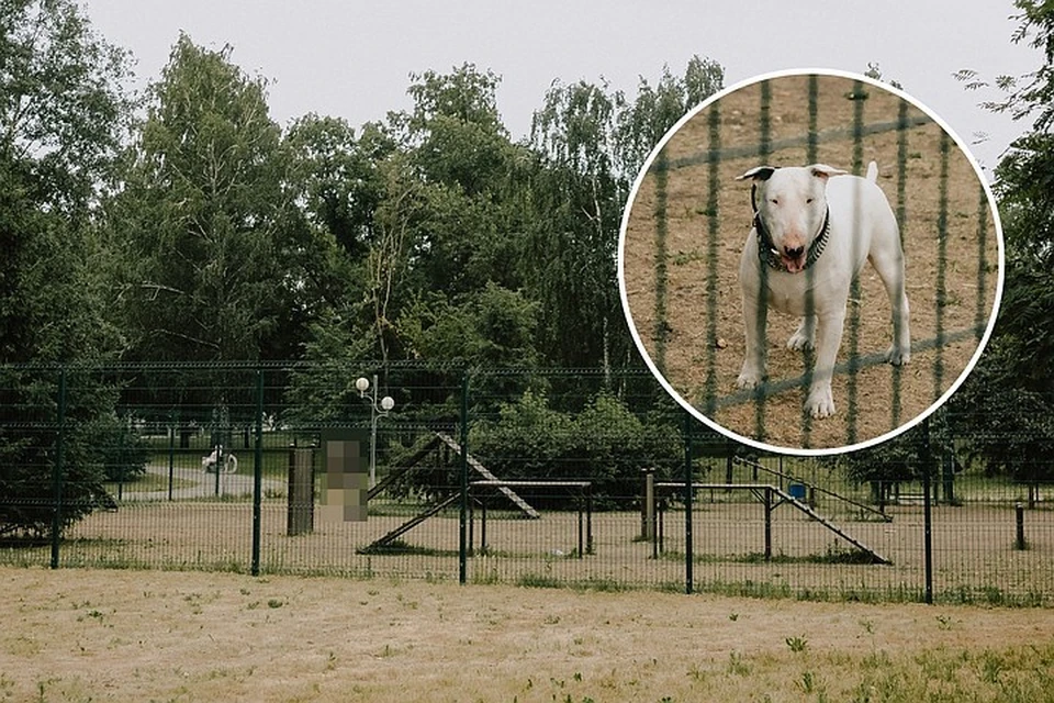 Площадка на Алом поле пользуется спросом у владельцев собак, но не все собачники соблюдают правила выгула.
