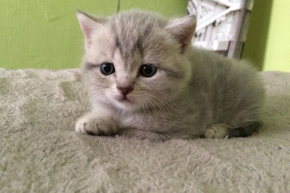 Котенок.