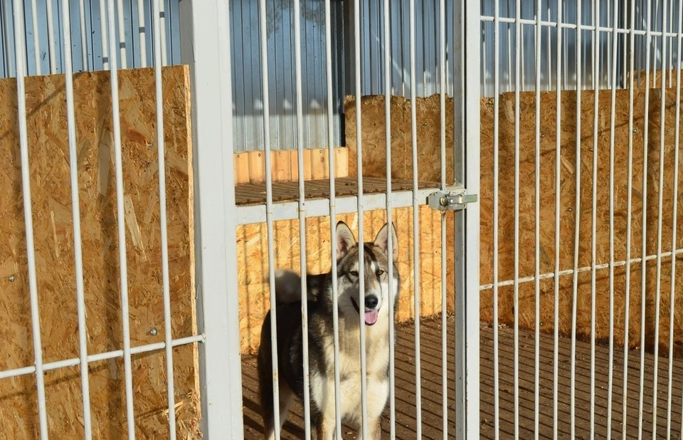 В рамках проекта планируется организация стационара в модульном помещении