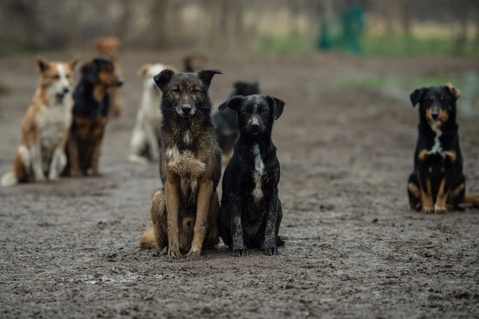 Бродячие собаки. Фото: yandex.ru