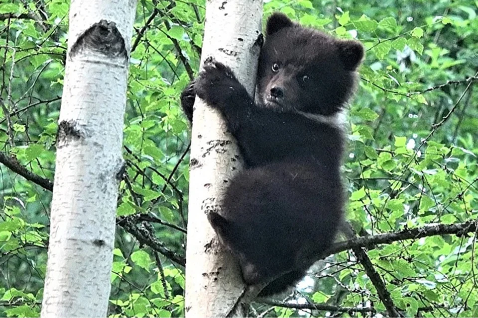 Самочка оказалась пугливой, за что и получила кличку Пужа Фото: с сайта orphan-bear.org