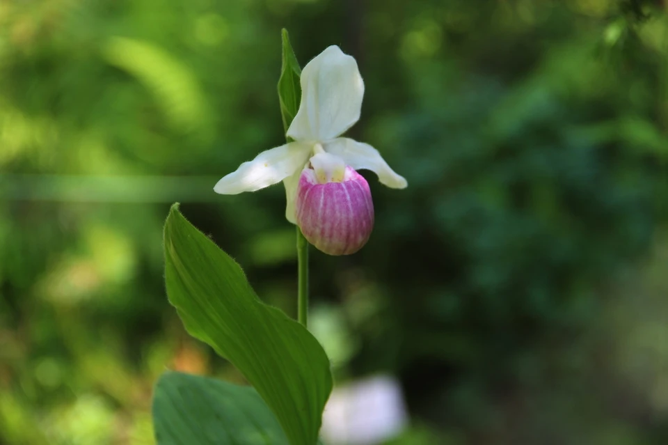 В Ботаническом саду Твери зацвела редкая орхидея из Северной Америки Фото: Ботанический сад