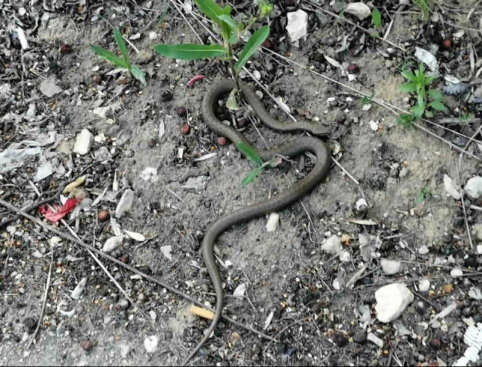Змей этим летом особенно много. Фото: КТВ-Луч