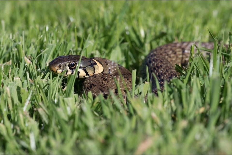 Змеи играют огромную роль в экологии. Фото: shutterstock.com.