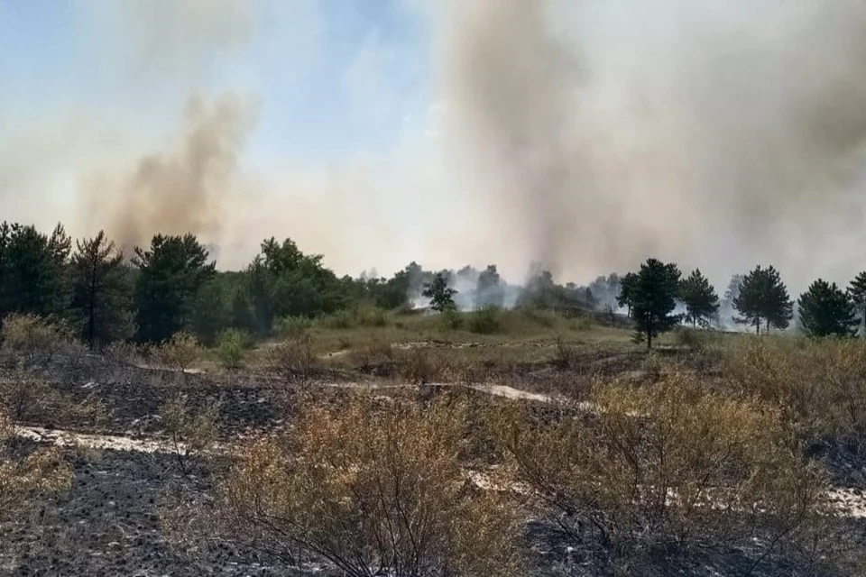 Площадь пожара составила один гектар. Фото: ГУ МЧС по РО