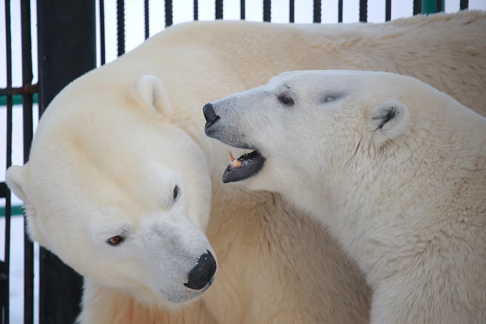 В Якутии появится новый заповедник – «Медвежьи острова»