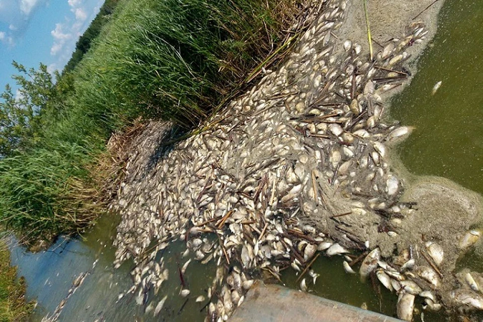 Озеро под Тобольском, где бушевала гаффская болезнь, покрылось зелёной слизью: рыба погибла. Фото: Зульфия Хучашева (Типичный Тобольск)
