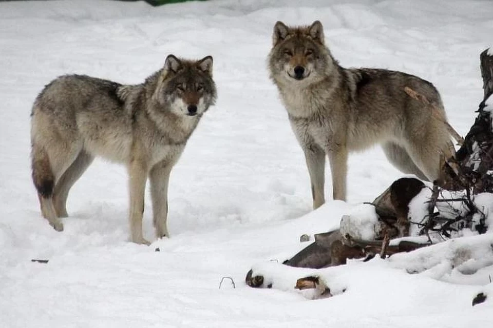 Всего с начала года в Пермском крае охотники отстрелили 161 волка.