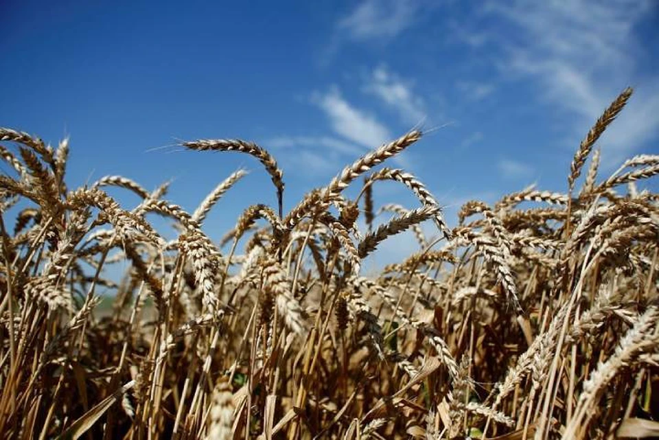 На Кубани ожидается высокий урожай зерновых. Фото администрации КК