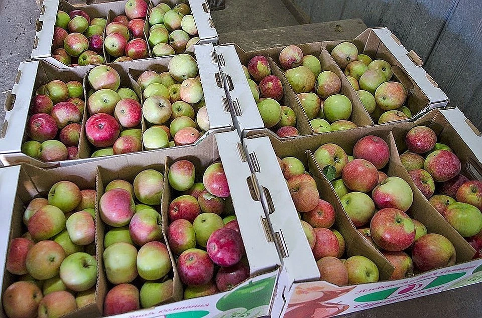 Более 33 тонн "санкционных" яблок и груш уничтожили в Тверской области