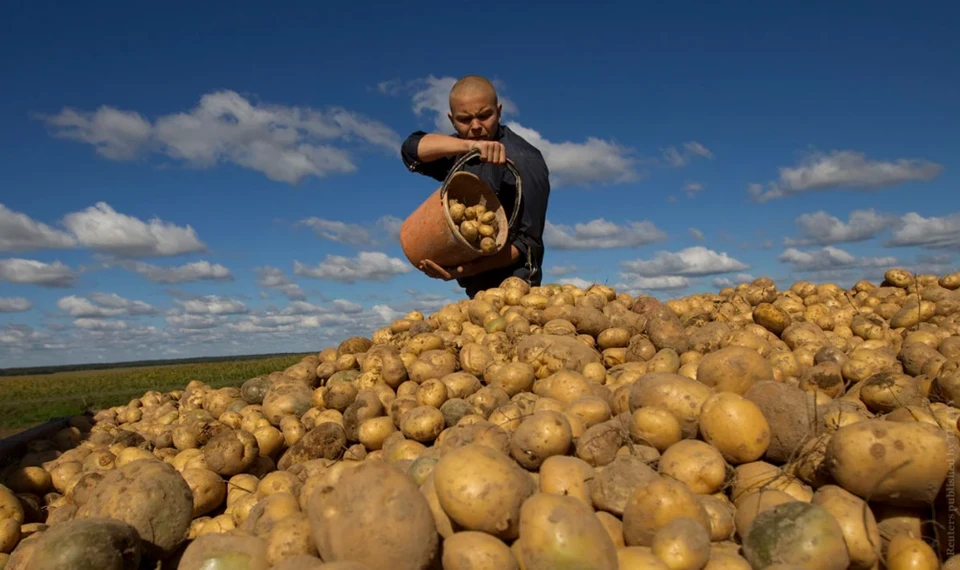 Зараженный картофель привезли в Коми в октября 2019 года из Республики Беларусь.