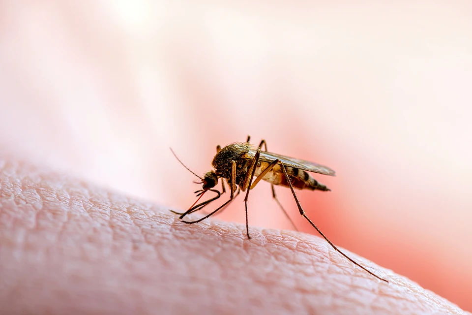 Первые успешные операции по изменению пола комаров ученые провели еще 5 лет назад