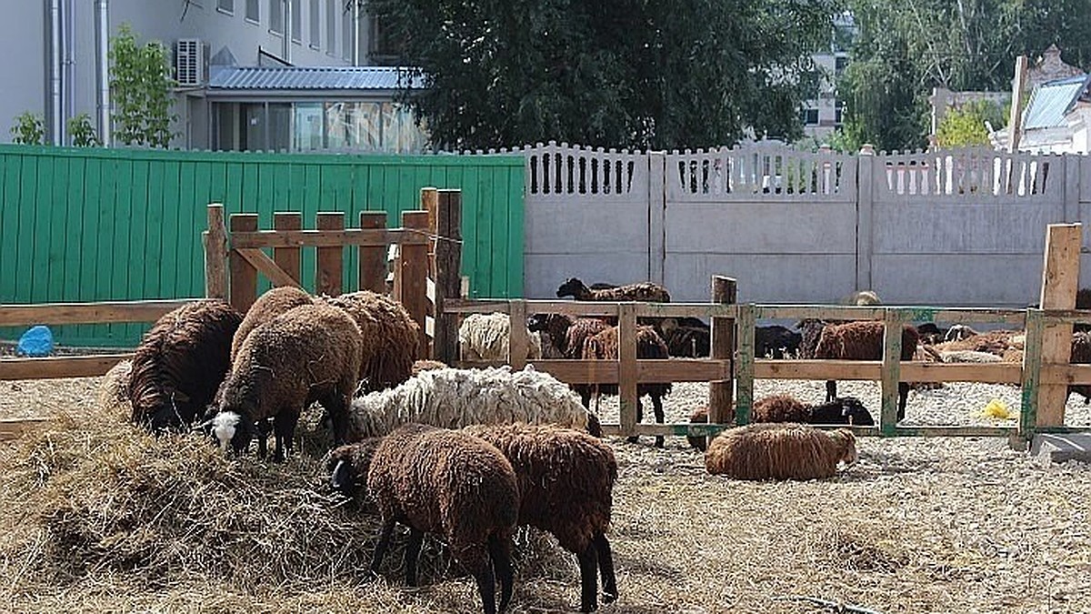 Курбан-байрам 2020 в Татарстане: стал известен список адресов площадок для  жертвоприношений - KP.RU