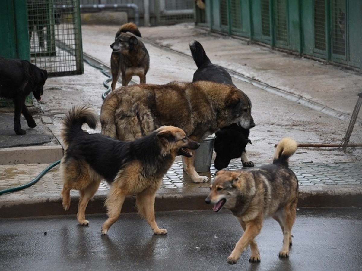 Бродячие собаки: в Волгограде появится зоопатруль - KP.RU