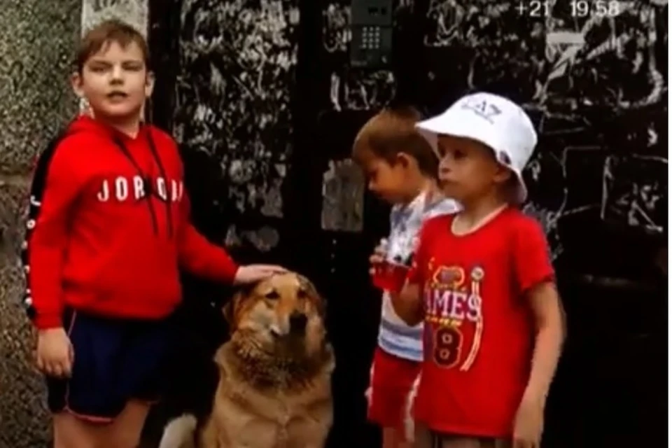 Красноярцы вернули через прокуратуру любимую собаку, по ошибке попавшую в отлов. Фото: стоп-кадр 7 канал.