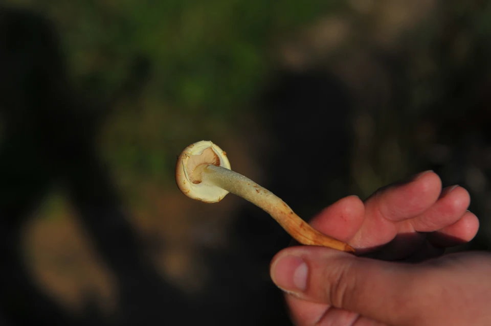 Пример ядовитого гриба - это ложный опенок.