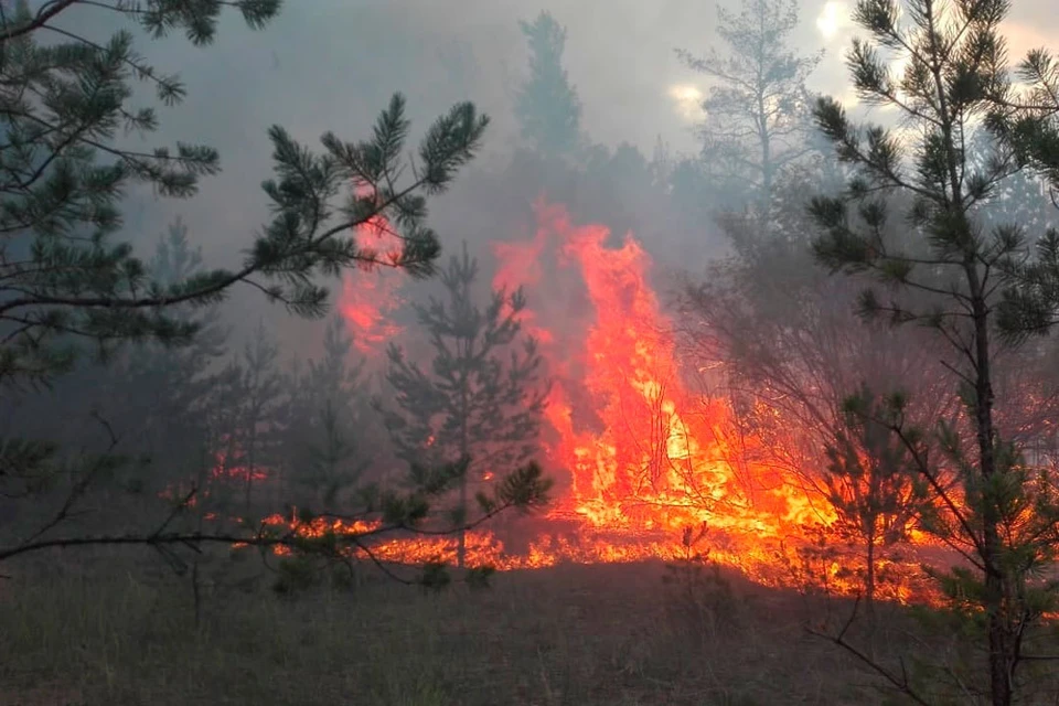 Лесные пожары видео. Лесные пожары в Волгограде. Пожар в лесу зимой. Лесные пожары в Алтайском крае. Пожар в хвойном лесу.