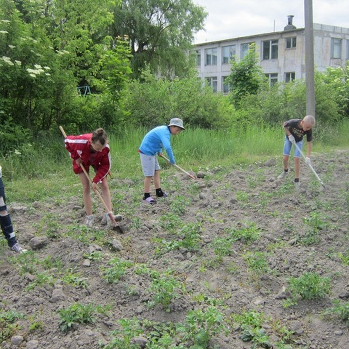 Прокуратура признала незаконным закрытие сельской школы в Брянской области  - KP.RU