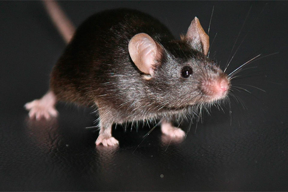Ученые ставят эксперименты на мышах, пытаясь понять, какие нейронные механизмы управляют отношениями людей