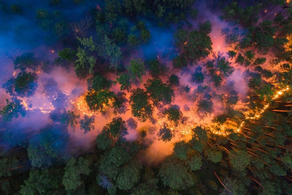 Пожары в красноярской тайге. Фото: Greenpeace