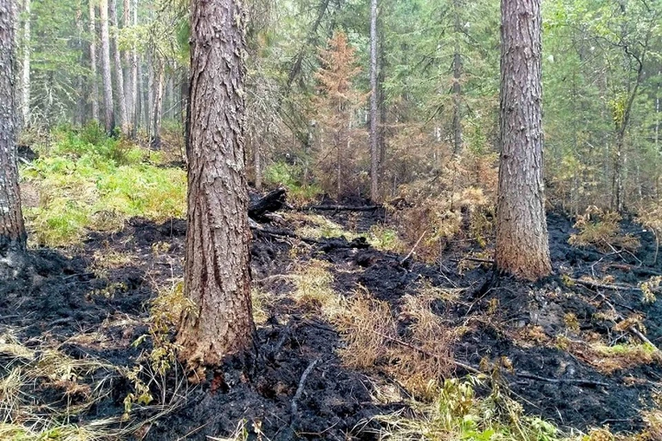 Площадь пожара выросла до 120 гектаров. Фото: пресс-служба заповедника "Денежкин Камень"