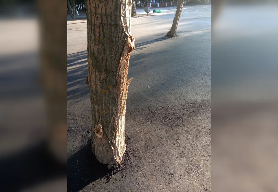 Деревья "замуровали" в парке Гагарина / Фото: Юлия Амирова