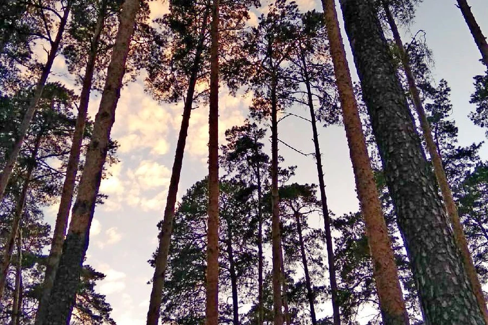 Липчанам запретили ходить в лес до 21 августа