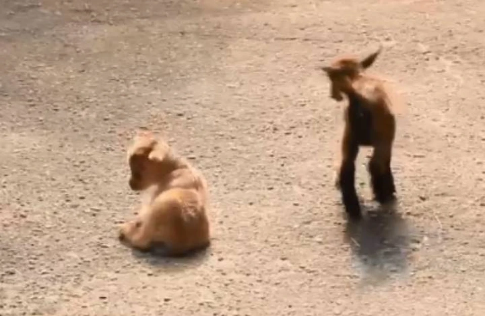 Нигерийские козлята вышли на прогулку в зоопарке "Лимпопо".
