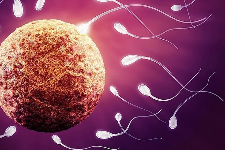 Электронная микроскопия сперматозоидов
