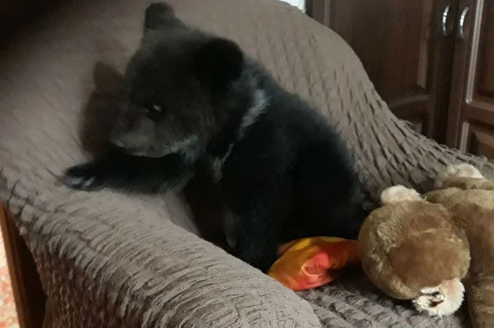 Умер медвежонок-сирота, которого сибиряк приютил у себя в квартире